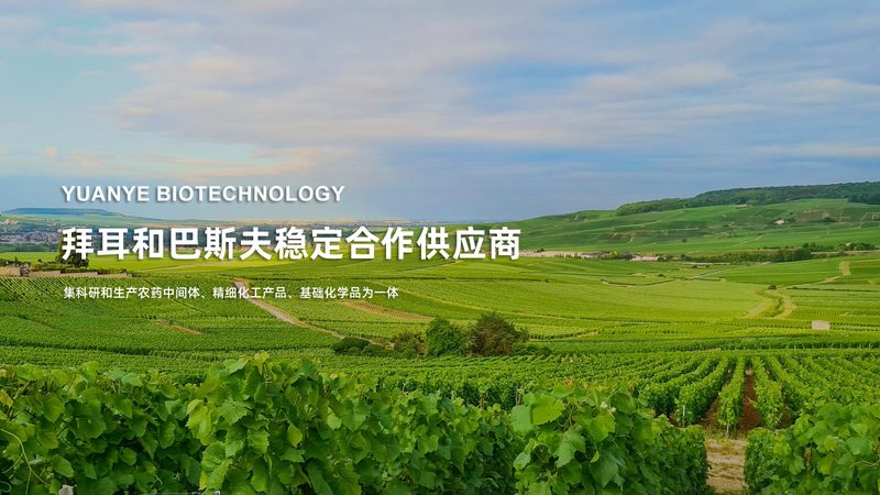 洗衣酶：揭秘其与普通洗衣粉的五大差异**