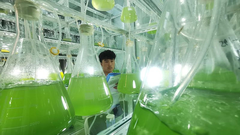 CDMO中间体定制价格对比